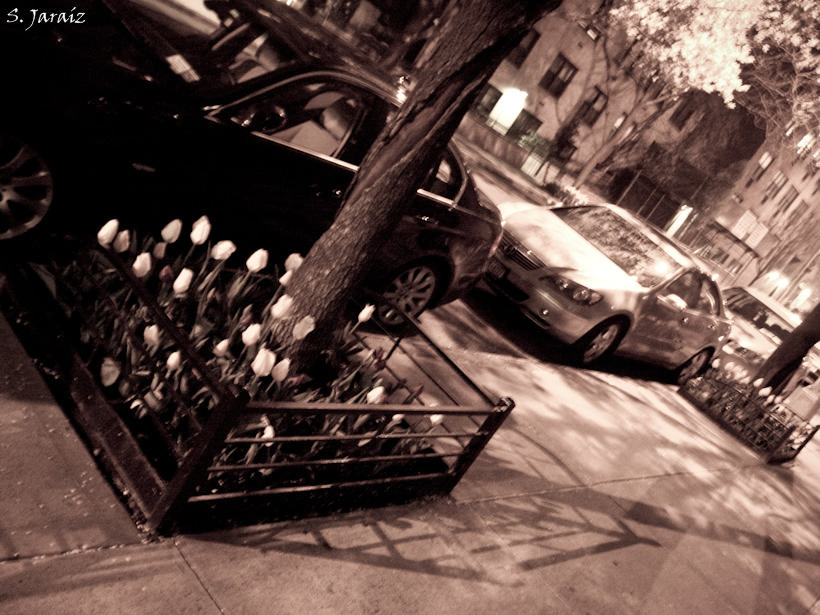 Flores en el Village